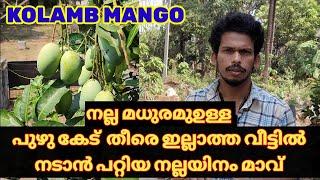 Kolamb mango | ഡ്രമ്മില്‍ വെക്കാന്‍ പറ്റിയ നല്ല taste ഉള്ള  നല്ലയിനം മാവ് .