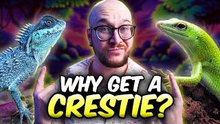 DO NOT Get a Crested Gecko! Get THESE 3 Lizards Instead!