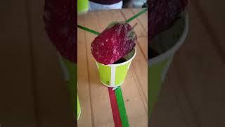 #golla #vanarash #icegola