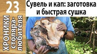 Заготовка и быстрая сушка березового сувеля и капа