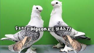 Fancy khabutar ke masti || pigeon sound || Fancy pigeon  || Pakistani pigeon ️