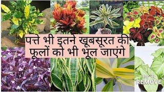 पत्ते इतने खूबसूरत की फूलों को भूल जाओगे#songofindia#singonium #garden#croton#colius#purpleheart 