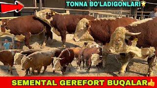 ZOTLI BUQALAR️90-567-80-98 / 91-323-07-28 / 90-305-98-50 TONNA BO’LADIGONLARI