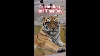 Celebrating International Tiger Day