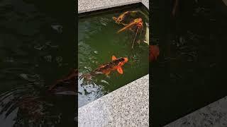 Koi fish  #trending #fish #nature #water #pool #food