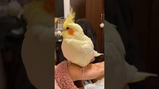 Cuteness Overload #Cutepets #cockatiel #kawaii #cockatielscraze