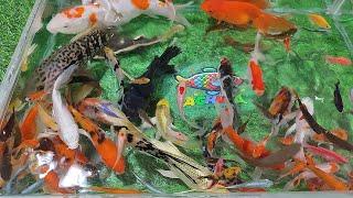 Unboxing Ikan Hias Aquarium, Ikan Mas Koki, Ikan Koi, Ikan Cupang, Ikan Lele, Lobster, ikan Glofish