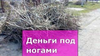 Ветки, древесные отходы.  Часть 1 Ресурсы села, бизнес  идеи на селе, как заработать деньги в селе.