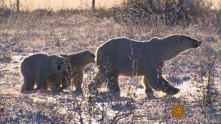 A walk among polar bears