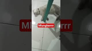 Mlungkerrr ..grrr