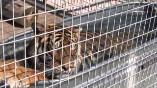 Adventure Arkansas: Turpentine Creek Wildlife Refuge