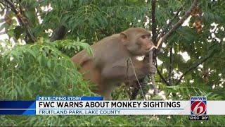 FWC warns about monkey sightings