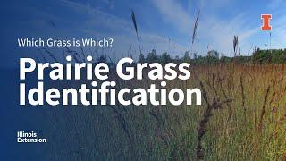 Prairie Grass Identification: Which Grass is Which Webinar Series