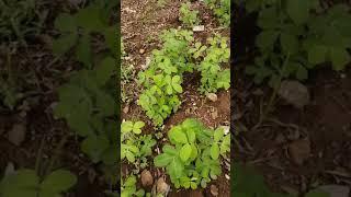 Walang tamang pang finance sa farm. Ito e tanim sa lupa mo. Cassava.