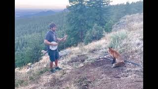 Playing banjo for a wild fox! He came back for an encore! Titled "Aesop Mountain" and streaming now!