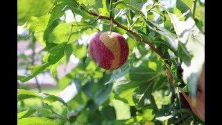 This Plum tastes like Bazooka Bubble Gum..