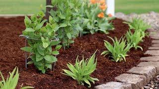 Planting a New Flower Bed! 