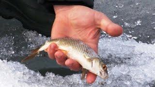 catching dace