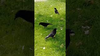  Amazing Tips to Befriend Crows: Unlock Nature's Secrets with @MarvinTheCrow  #crow #crows