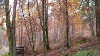 Auf Spurensuche im Pfälzerwald - Natur und Geschichte