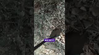 КОПАРЬСКАЯ МУДРОСТЬ ГЛАСИТ  #копметалла #янеш #металлокоп #коп #находка #коп_монет