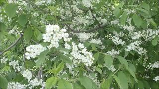 г. Ачинск. Черемуха зацвела. 19.05.21г.  Автор видео Елена Цыганова