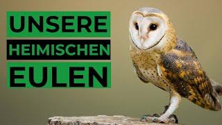 Häufige Eulen und ihr Gesang / Ruf