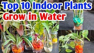 Top 10 indoor plants grow in water | Decorative plants in water #lipshaworld  #indoorplants