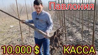 Бепул Текинга Павлония берамиз даромади 10.000$