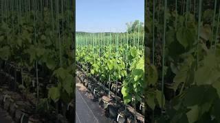 3 Tips for Choosing a High Quality Tree at a Nursery! #trees