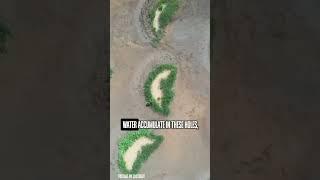 They’re turning desert into forest — and it’s working!