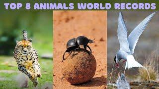 Top 8 Animal Records That Will Amaze you