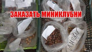 Как заказать миниклубни картофеля