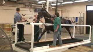 treadmill test part1 standardardbred pacer