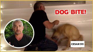 Cesar Millan gets bitten by an insecure dog! | Cesar 911