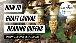 How to Graft Cells - Rearing Queens - Grafting Larvae - Queen Cell Grafting