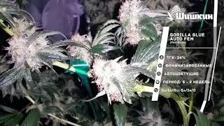 Сорт конопли Gorilla Glue Auto fem (Fastbuds)