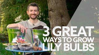 How to Grow Lilies | How to Plant Lily Bulbs | 3 Great Ways | Summer Flowering Bulbs