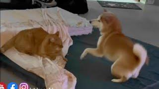 Shiba Inu Vs Cat - Mika and her brother Tusu