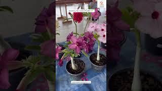 Rare Imported Adenium Plant Online Sale  #adenium #plants #flowers #garden