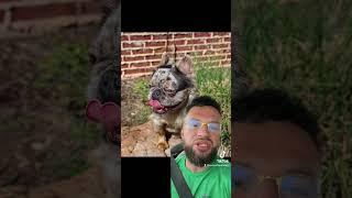 Learning frenchie dna # shorts #fyp #foryou #breedingtips #frenchbulldog #frenchie #frenchies #fypシ