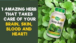 Gotu Kola Benefits -12 Amazing Health Benefits of Gotu Kola