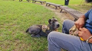 N.O.W., Not An Option To Wait, event at Saint Francis Wolf Sanctuary in Navasota, TX.