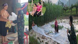 Harvesting luffa to sell, the whole family renovates the watermelon garden to add to their income