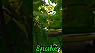 Snake mila #snake #shortvideos #viral #shorts #ytshorts #bpvlog