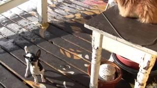 UNO the OCD Dog, Part 5: Introducing ROGER the Chihuahua