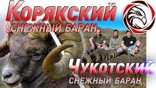 MOUNTAIN HUNTING FOR THE KORYAK AND CHUKOTKA SNOW SHEEP