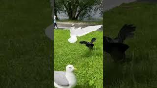 Fly away whith me / Miss Duck and Mr. Crow