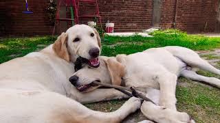 6 Months Old Labrador Retriever Puppies Playing Lazy Tug of War