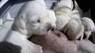 Labrador Puppies Nursing